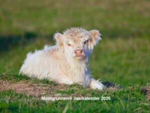 Voorkant Mooigrunnen kalender 2026