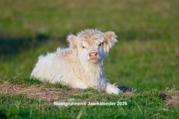 Voorkant Mooigrunnen kalender 2026